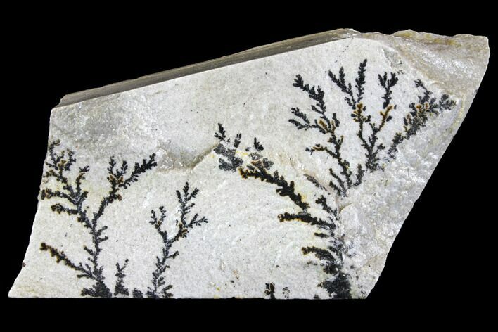 Dendrites On Limestone - Utah #150473